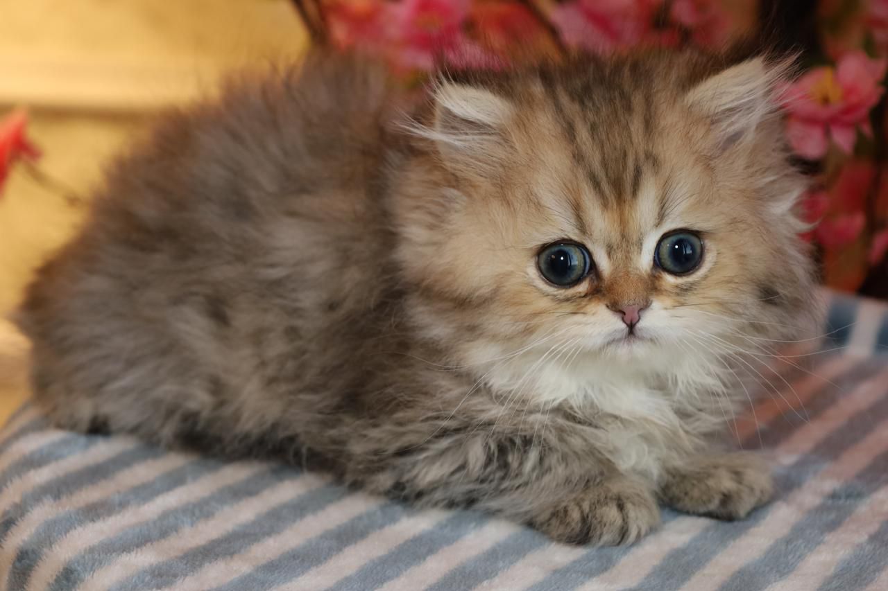 مارشال
